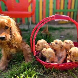 English Cooker Spaniel Ready | PostAds PH
