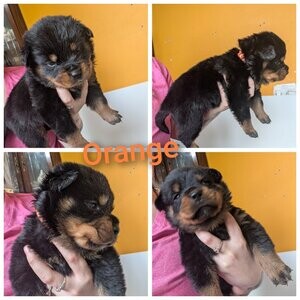 Rottweiler Puppies available | PostAds PH