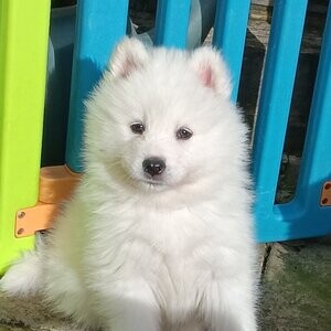 Samoyed Puppies available | PostAds PH