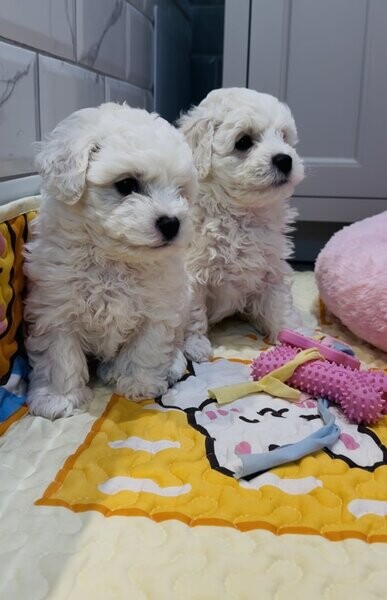 Bichon Frise Puppies