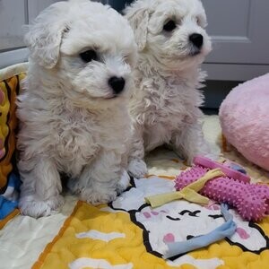 Bichon Frise Puppies | PostAds PH