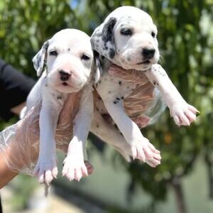 Original Dalmatian | PostAds PH