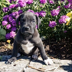 Great Dane valid | PostAds PH