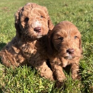 Goldendoodle Puppies valid | PostAds PH