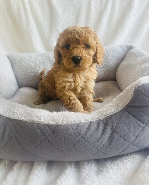 Cockapoo Puppies now