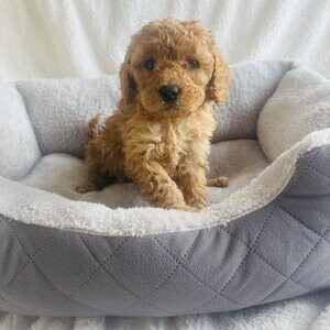 Cockapoo Puppies now | PostAds PH
