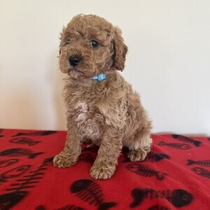 Cavapoo Puppies valid | PostAds PH