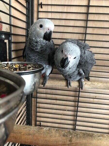 DNA Congo African Grey