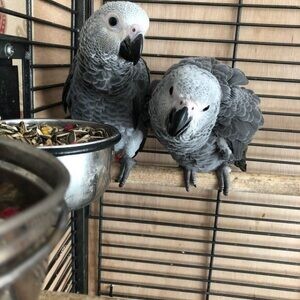 DNA Congo African Grey | PostAds PH