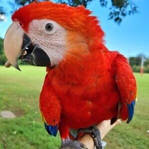 DNA Scarlet Macaw | PostAds PH