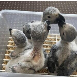 DNA African grey Chicks, | PostAds PH
