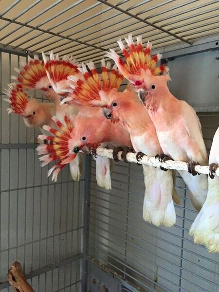 DNA Major Mitchell cockatoo