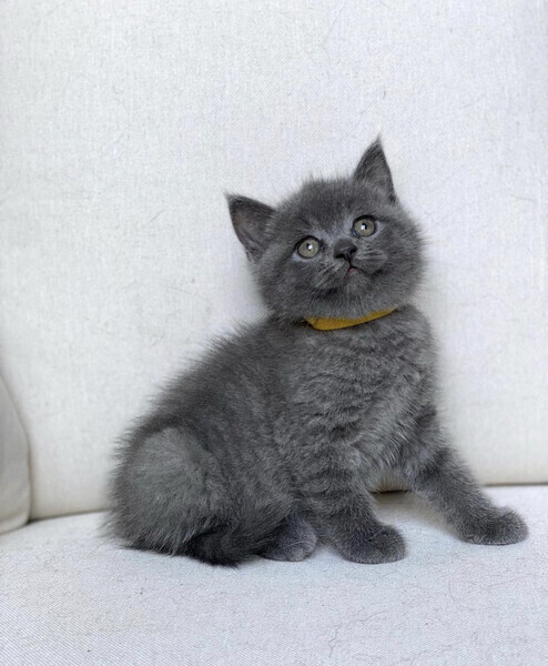 Li̇lac British Shorthair Kitty