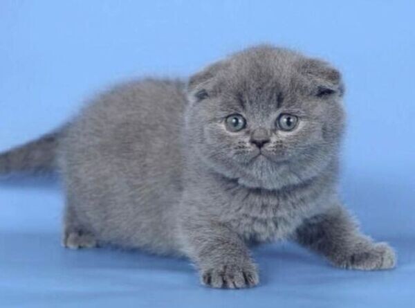 Grey Scottish Fold Kitty