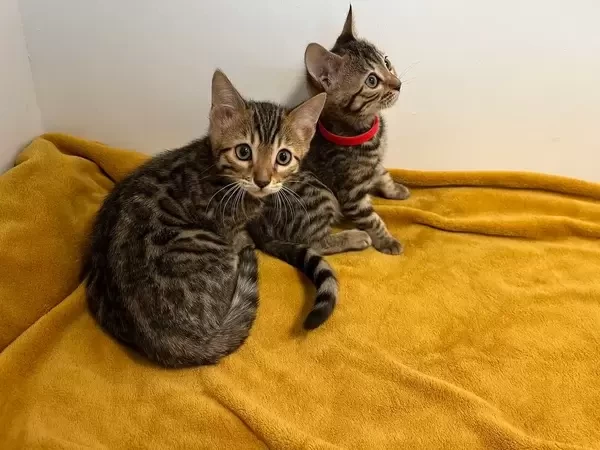 Bengal Kitty
