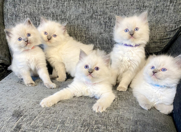 White Ragdoll Kittens