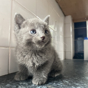 Russian Blue Kittens | PostAds PH
