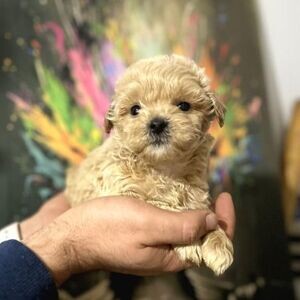 BABY FACE MALTIPOO BABY | PostAds PH