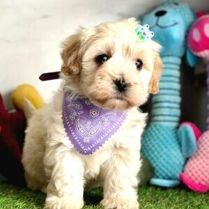 OUR ORIGINAL MALTPOO PUPPIES ARE MALE AND FEMALE | PostAds PH