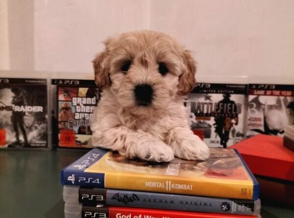 PUREBRED MALTPOO SUITABLE FOR HOME ENVIRONMENT