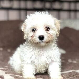 TEACUP MALTESE BABY TOOTH | PostAds PH