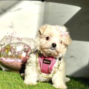 OUR MALE & FEMALE MALTESE TERRIER PUPPIES | PostAds PH