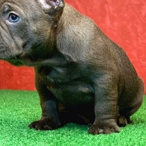 OUR BEAUTIFUL FRENCH BULLDOG BLUE PUPPY | PostAds PH