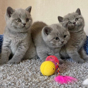 Beautiful British Short Hair Kittens | PostAds PH