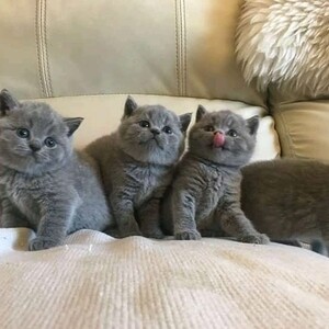 Beautiful British Short Hair Kittens For Sale | PostAds PH