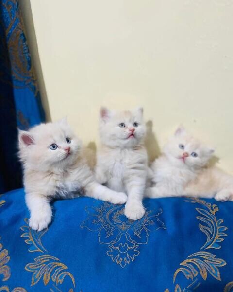 Beautiful Persian Kittens 