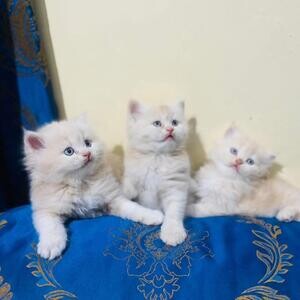 Beautiful Persian Kittens | PostAds PH