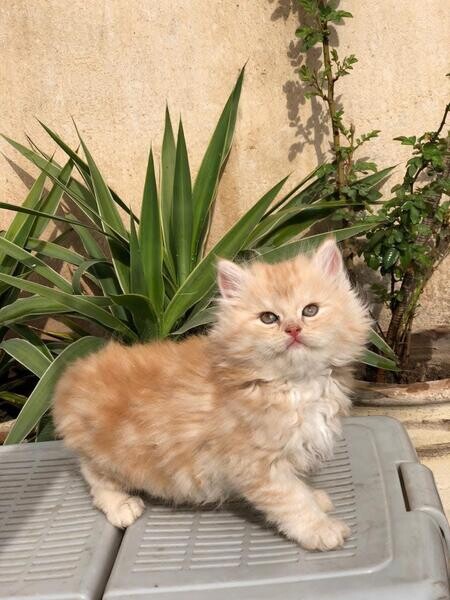Beautiful Persian Kittens Ready To Go