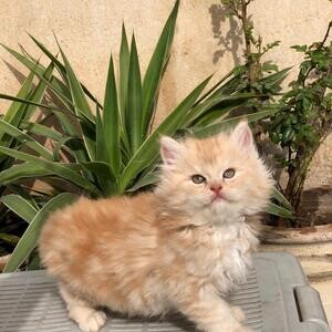 Beautiful Persian Kittens Ready To Go | PostAds PH