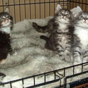 Pedigree Maine Coon Kittens For Sale | PostAds PH