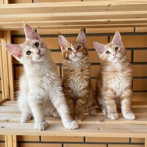 Beautiful Maine Coon Kittens For Sale | PostAds PH