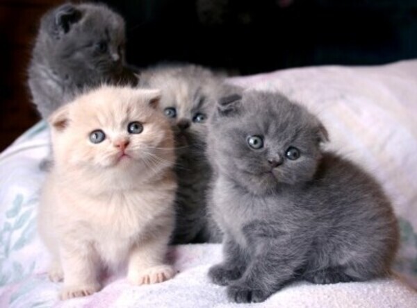 Scottish Fold Kitten For Adoption  Viber: (+639624221392)  