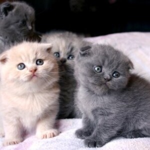 Scottish Fold Kitten For Adoption Viber: (+639624221392) | PostAds PH
