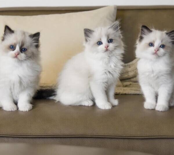 Scottish Fold Kittens for sale