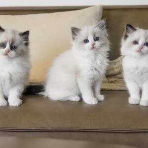 Scottish Fold Kittens for sale | PostAds PH