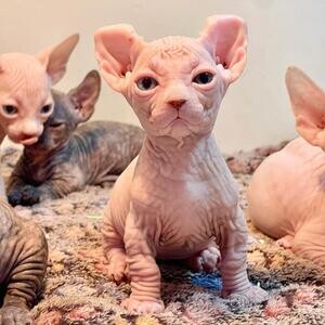 Stunning Sphynx Kittens | PostAds PH