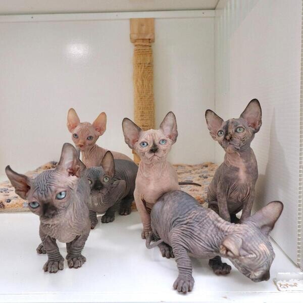 Beautiful Sphynx Kittens