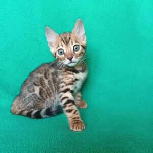 Beautiful Bengal Kittens | PostAds PH