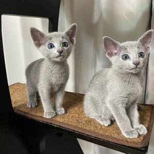 Pedigree Russian Blue Kittens | PostAds PH