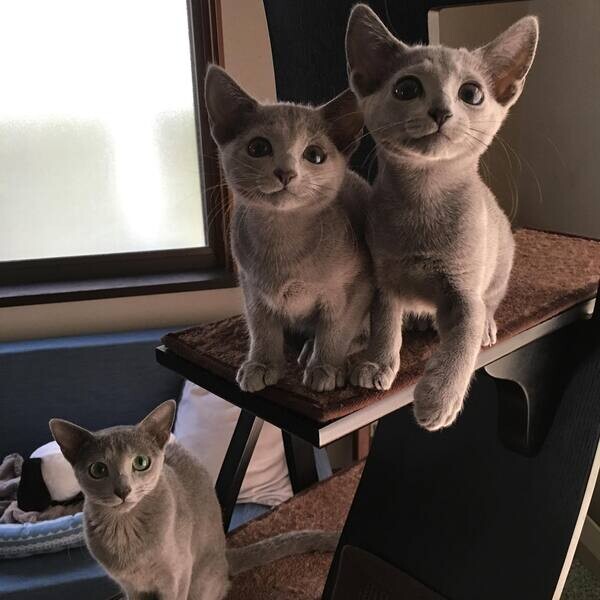Beautiful Russian Blue Kittens