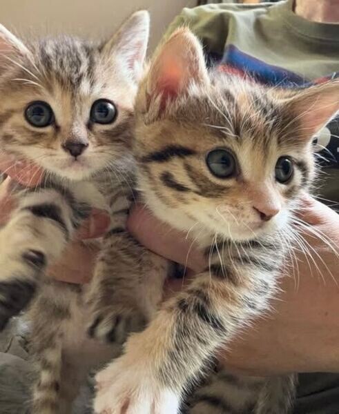 Amazing Savannah Kittens For Loving Homes.