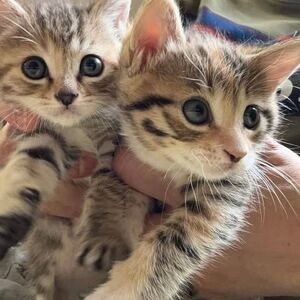 Amazing Savannah Kittens For Loving Homes. | PostAds PH