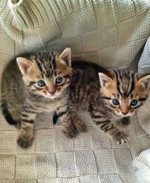 Amazing Savannah Kittens For Adoption