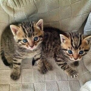 Amazing Savannah Kittens For Adoption | PostAds PH
