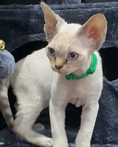 Devon Rex Kittens for Sale Male/female
