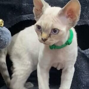 Devon Rex Kittens for Sale Male/female | PostAds PH
